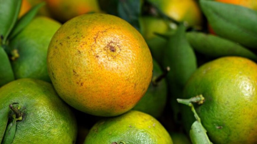 Politie houdt vijftiger aan voor rooftocht in vruchtenaanplant