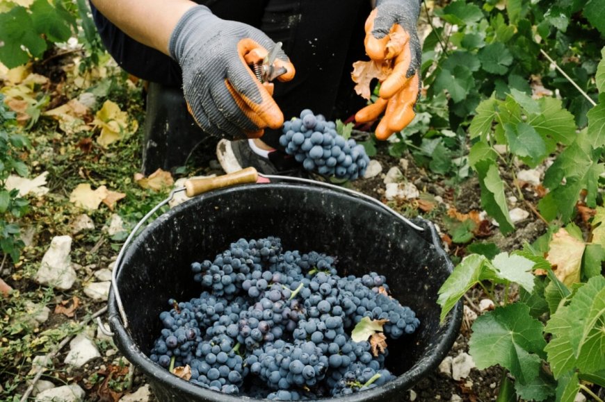 Frans champagnebedrijf veroordeeld voor misbruik migrantenarbeiders