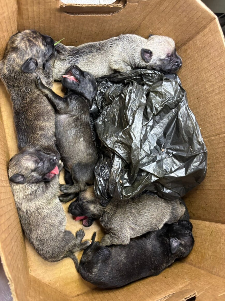 Dierenleed en dumpen van dieren komt nog altijd voor