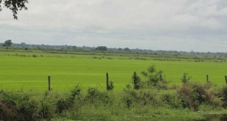 Radjie Rijstindustrie verliest rechtszaak ondanks kromme hypotheek-constructie Stalweide