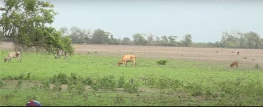 Uitgifte perceel land Stalweide Nickerie in 2023 onrechtmatig, oordeelt rechter