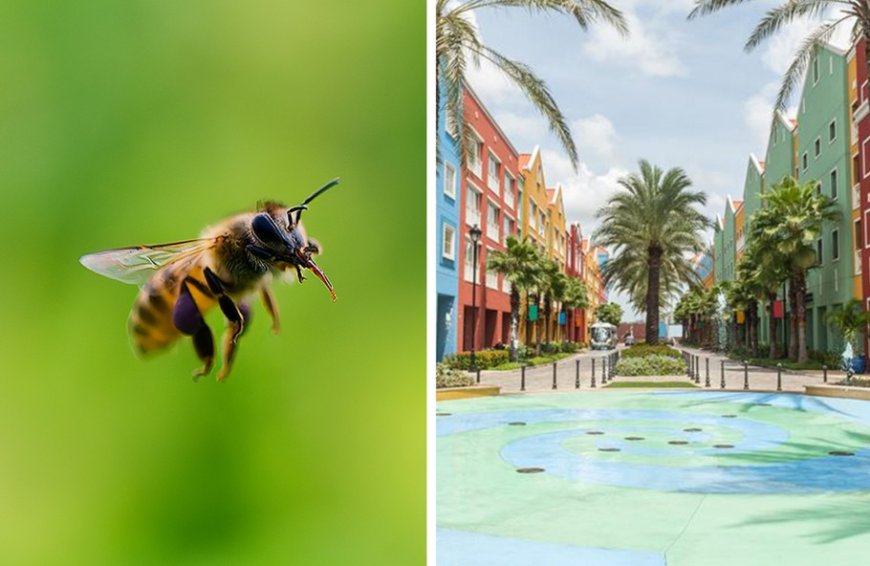 Agressieve bijen maken slachtoffers op Curaçao, 62-jarige man overleden