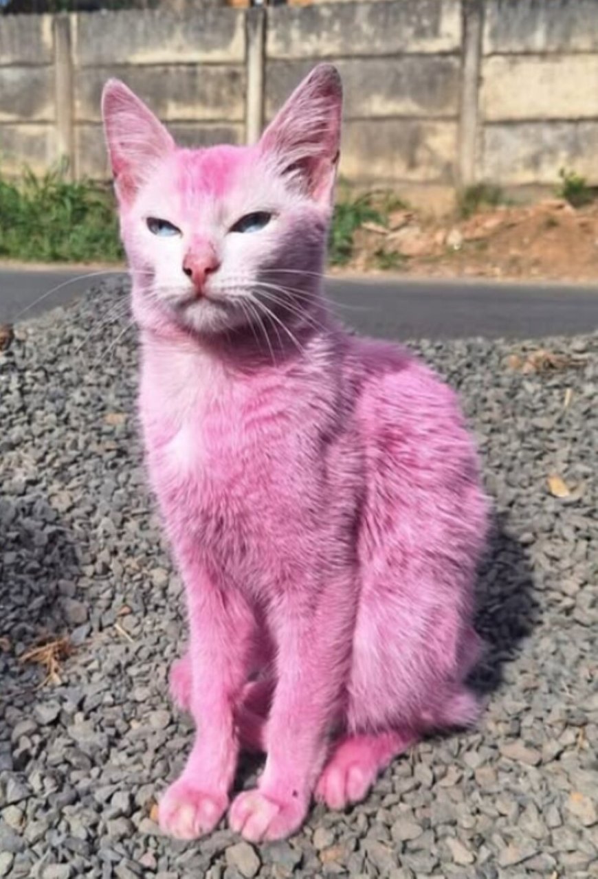 Verwarde Braziliaanse vrouw verft haar kat met roze meubelverf 