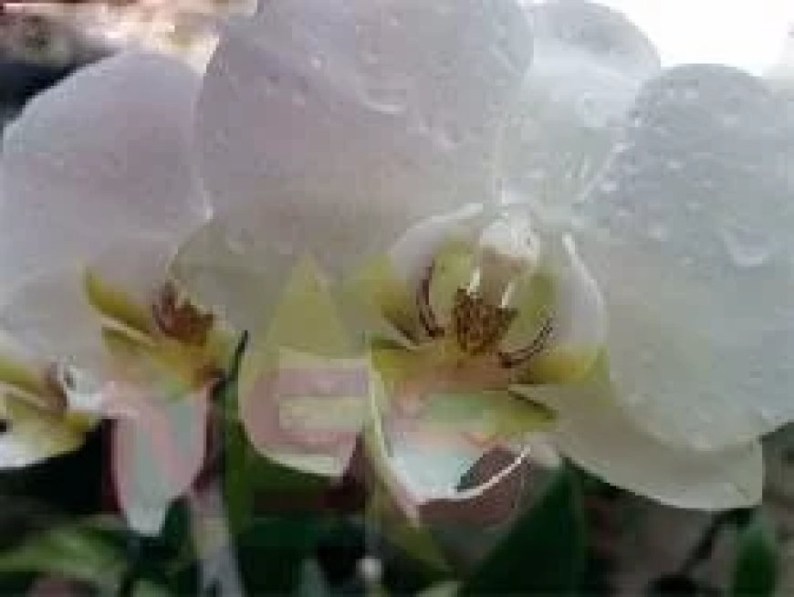 Bootsman 'Tyson' verdronken bij ongeluk nabij Balingsoela