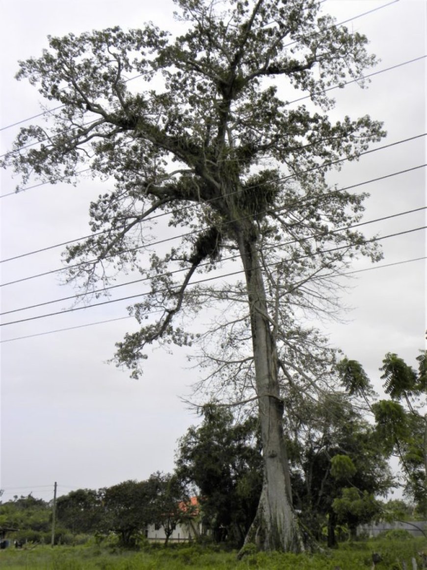 Takken en vliegers: veiligheid in de buurt van elektriciteitsdraden in Paramaribo