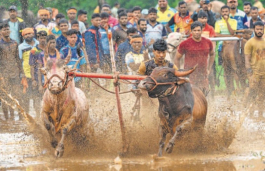 Stieren racen met eigenaren tijdens landbouwfestival