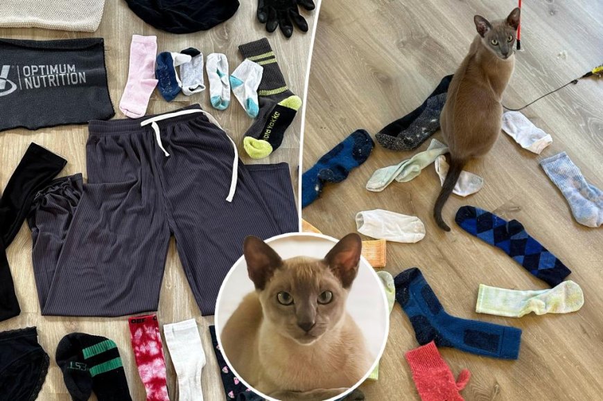 Kat in Nieuw-Zeeland komt iedere dag thuis met ondergoed van de buren