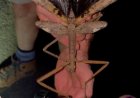 Opmerkelijk – Nieuw soort wandelende tak mogelijk zwaarste insect ooit waargenomen in Austral