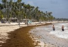Sint-Maarten en Bonaire bezwijken onder sargassum – Ook Suriname niet onbekend met dit stinke