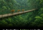 WIST U DAT: Costa Rica speciale bruggen in het regenwoud heeft voor apen?
