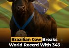 Braziliaanse koe breekt wereldrecord melkproductie