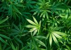 28 kilo marihuana aangetroffen in voertuig bij controlepost Burnside