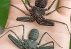 WIST U DAT: De zweepspin eigenlijk geen spin is en veel weg heeft van een schorpioen?