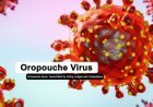 PAHO meldt meer dan 12.000 gevallen van Oropouche-virus in Latijns-Amerika