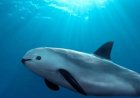 Wereldwijd zijn er nog maar 10 vaquita’s – Mexico doet te weinig om de vaquita-bruinvis te be