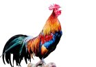 Le Coq est Mort – De Haan is dood