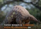 TikTok promoot de handel in bedreigde diersoorten
