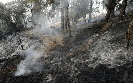 Ontbossing in Colombia fors toegenomen: Amazoneregio zwaarst getroffen