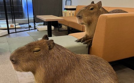 Japanse dierencafés: van virale trend tot bedreiging voor de biodiversiteit