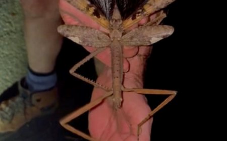 Opmerkelijk – Nieuw soort wandelende tak mogelijk zwaarste insect ooit waargenomen in Austral