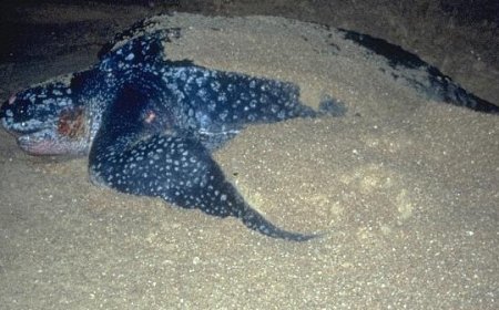 WWF: Legstrand zeeschildpadden spoelt letterlijk weg in Suriname