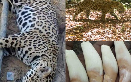 JAGUAR NOG STEEDS NIET OPTIMAAL BESCHERMD