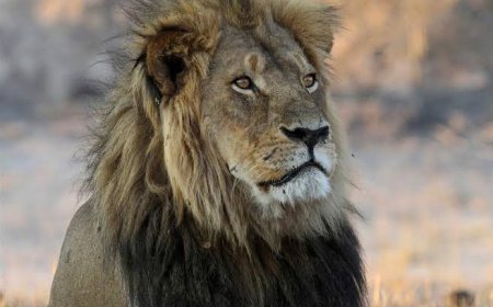 Trofeejagers doden jonge leeuw Blondie in Zimbabwe: “Ze lokten hem weg uit veilig reservaat”