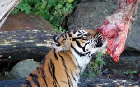 Deense dierentuin wil huisdieren en paarden gaan voeren aan roofdieren 