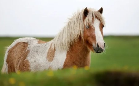 Rechtbank Amsterdam veroordeelt man tot negen maanden cel voor seksueel misbruik van pony