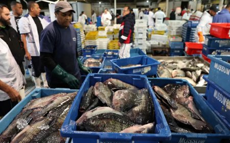 Braziliaanse visserijsector slaat alarm na Amerikaanse invoertarieven van 50%