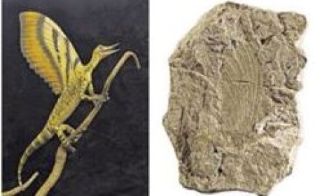 Een verenachtige vertoning ouder dan de voorouders van vogels