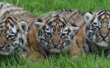 Duitse dierentuin doodt drie tijgerwelpjes, omdat moeder ze in de steek liet