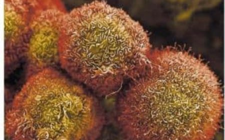 Doorbraak in experimenteel kankervaccin toont veelbelovende resultaten