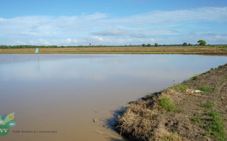 Rijstsector worstelt met regen, hoge kosten en slechte markttoegang