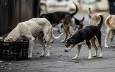Delhi krijgt acht weken de tijd om honderdduizenden zwerfhonden te vangen 