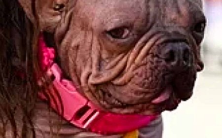 Opmerkelijk – ‘Gerimpelde’ Franse buldog Petunia uitgeroepen tot lelijkste hond ter wereld