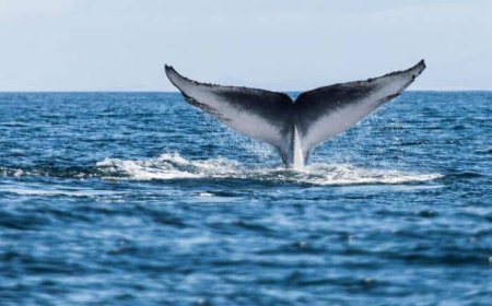 Studie onthult dat klimaatverandering het zingen van blauwe vinvissen heeft vertraagd
