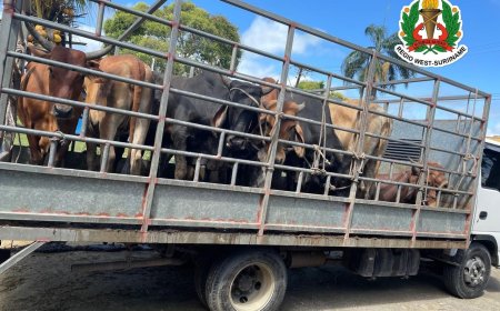 Diefstal meerdere koeien door politie Henar opgelost