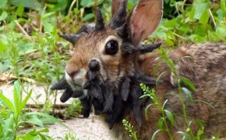 Opmerkelijk – ‘Frankenstein konijnen’ in Colorado (VS): virus veroorzaakt hoornachtige gezwel