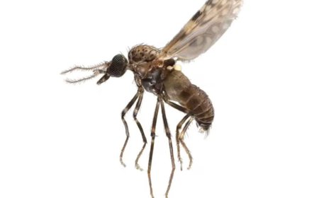 Suriname moet zich voorbereiden op Oropouche-virus