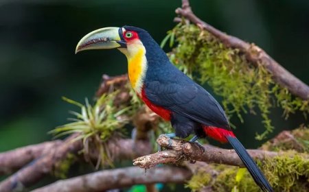 Verdwijning tropische vogelsoorten niet door ontbossing, maar door klimaatverandering