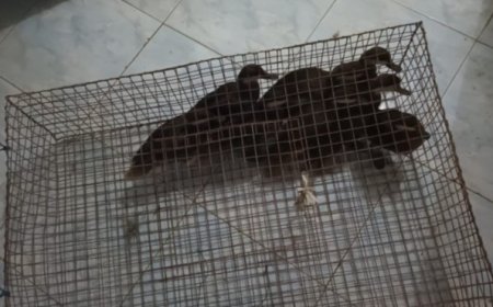 Illegale vogelhandel opgerold bij Burnside