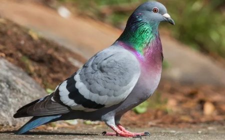 Duif met dreigbrief om Jammu‑station op te blazen onderschept