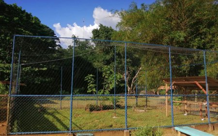 Nieuw verblijf voor pauwen Paramaribo Zoo