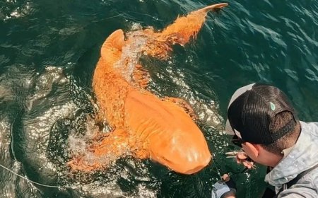 Sportvissers vangen oranje haai voor kust Costa Rica