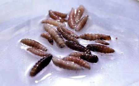 Eerste geval van vleesetende schroefworm bij mens in VS vastgesteld