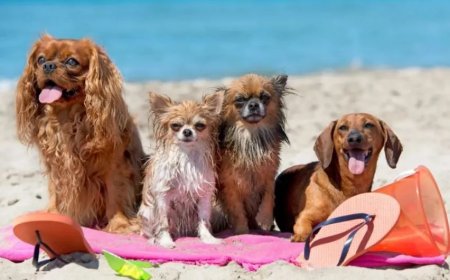 Internationale Hondendag gevierd op 26 augustus