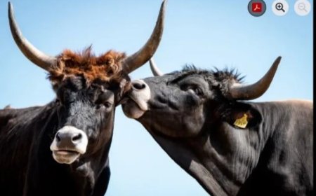 Oerkoeien keren terug in Denemarken