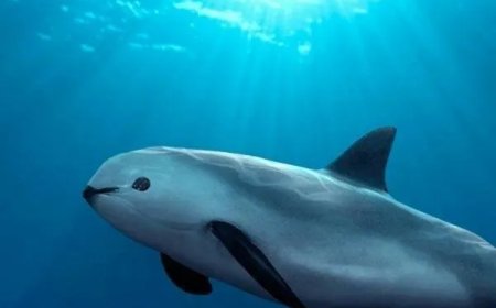 Wereldwijd zijn er nog maar 10 vaquita’s – Mexico doet te weinig om de vaquita-bruinvis te be