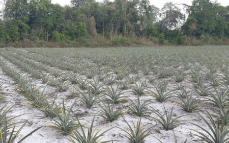 Boost voor ananasverwerking Pierrekondre met complete productielijn